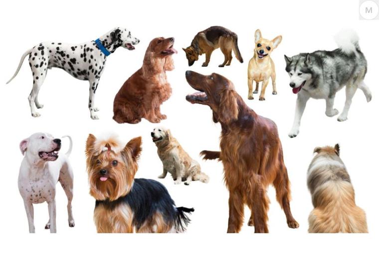 Söker ni efter en hund?