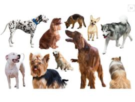 Söker ni efter en hund?